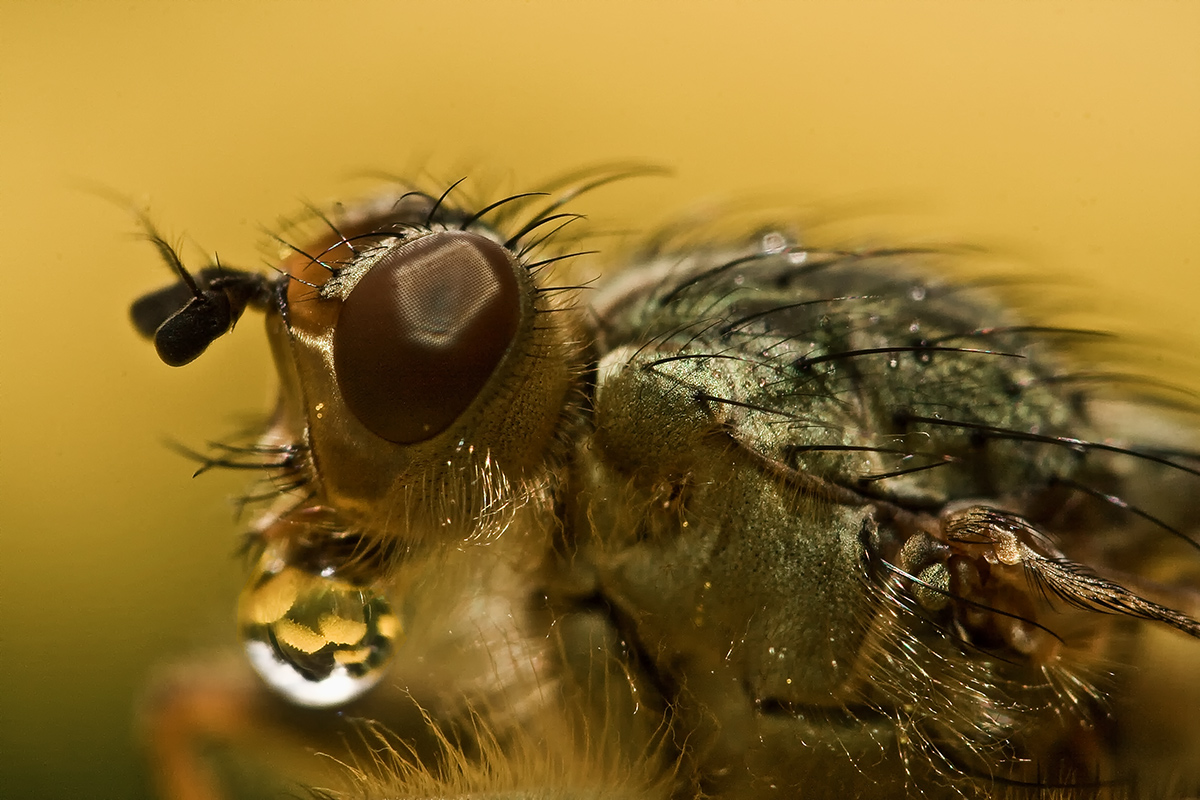 Fliege mit Tropfen