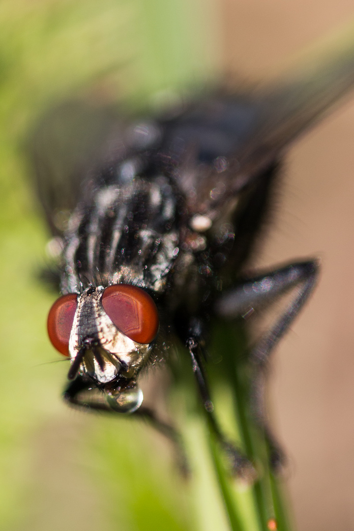 Fliege mit Tropfen