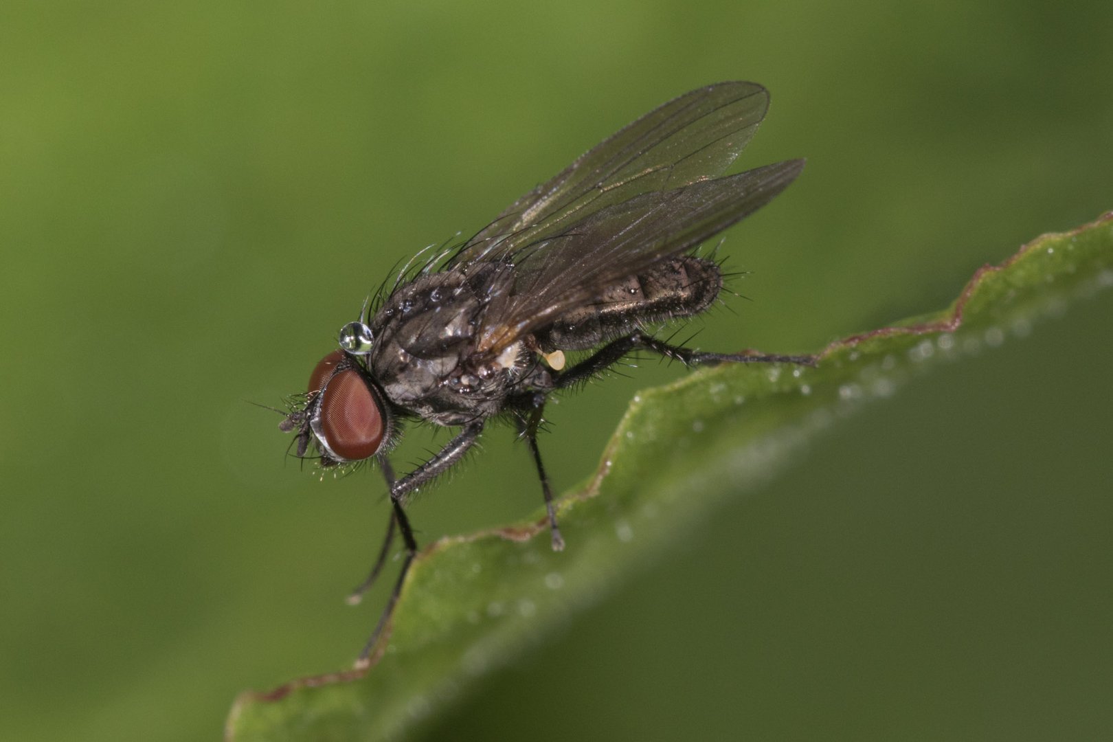 Fliege mit Tropfen