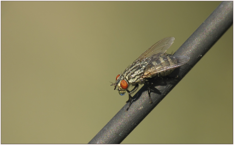 Fliege mit Tropfen