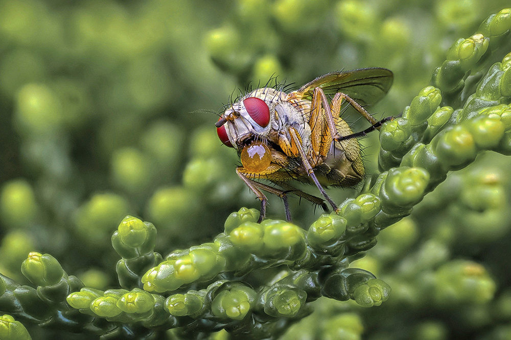 Fliege mit Tropfen