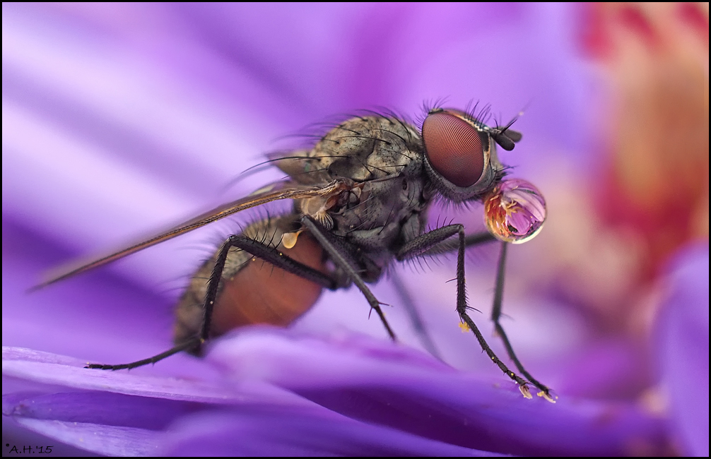 Fliege mit Tropfen