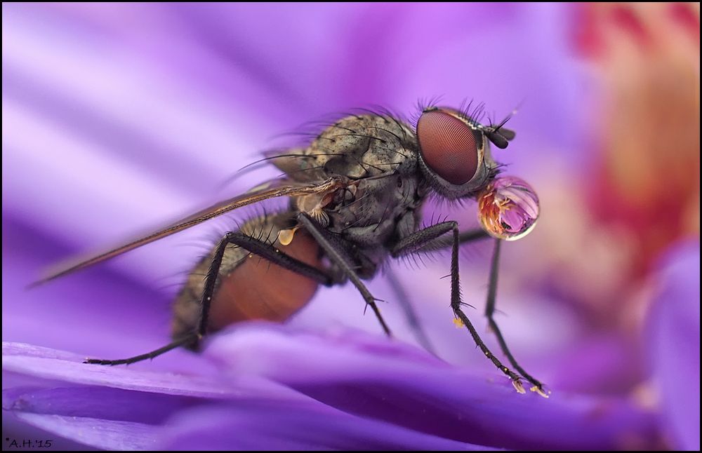 Fliege mit Tropfen