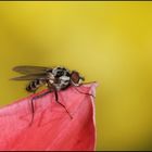 Fliege mit Tulpenhintergrund