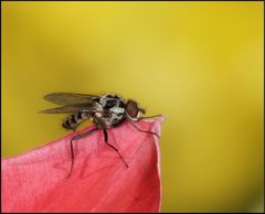 Fliege mit Tulpenhintergrund