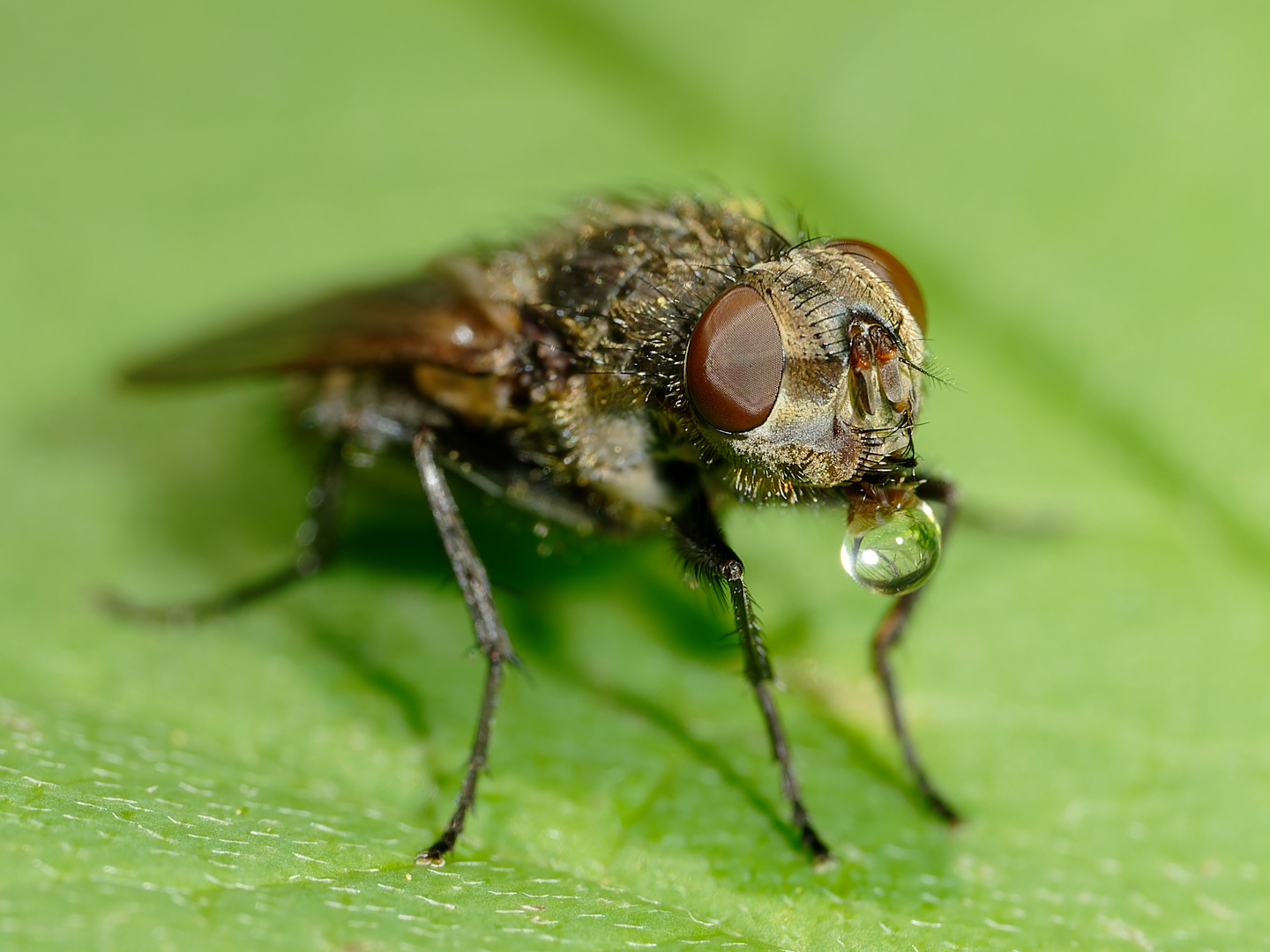 Fliege mit Verdauungstropfen