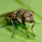 Fliege mit Verdauungstropfen