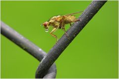 Fliege mit Verdauungstropfen