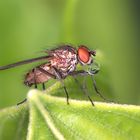 Fliege mit Verdauungstropfen.......