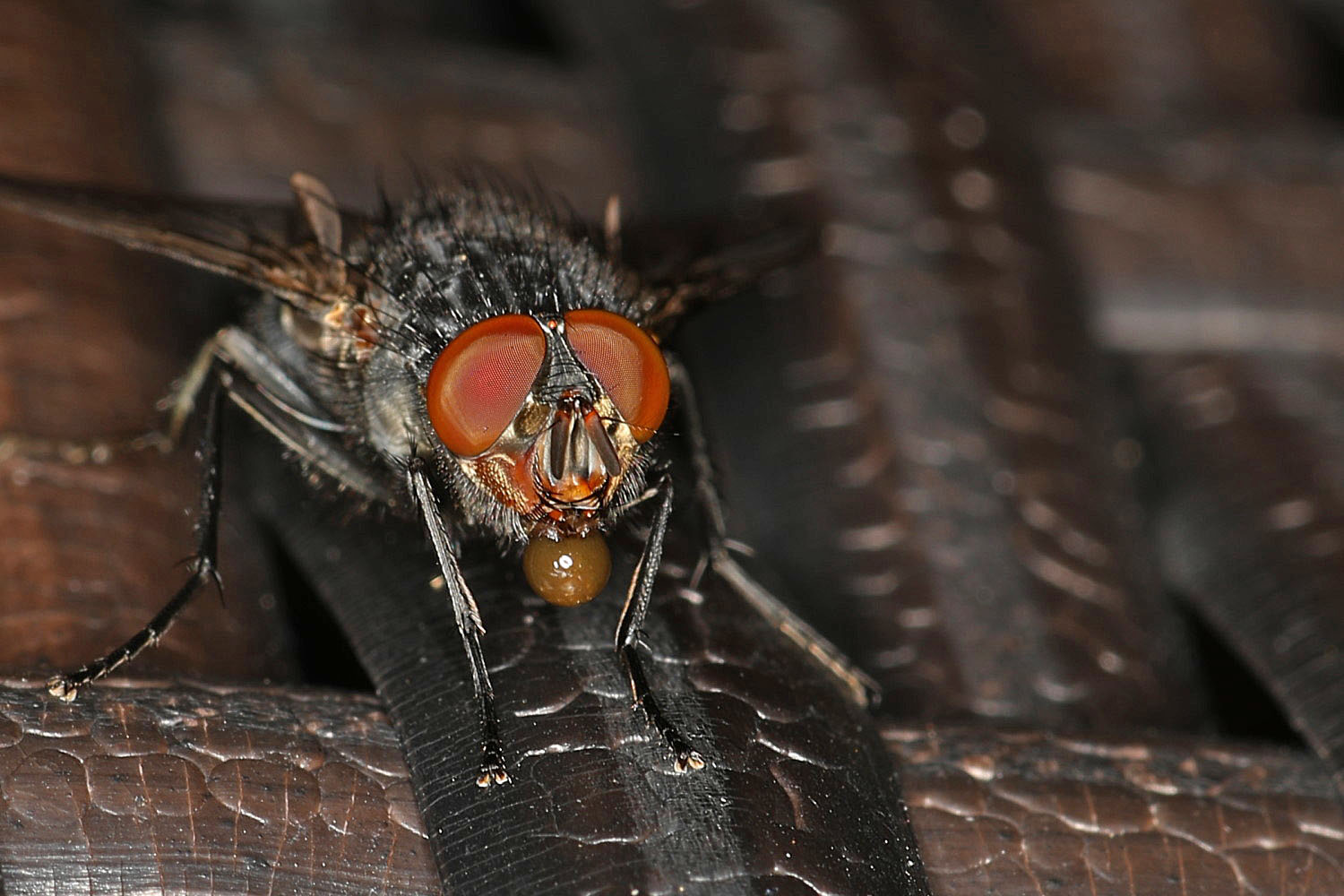 Fliege mit Verdauungstropfen