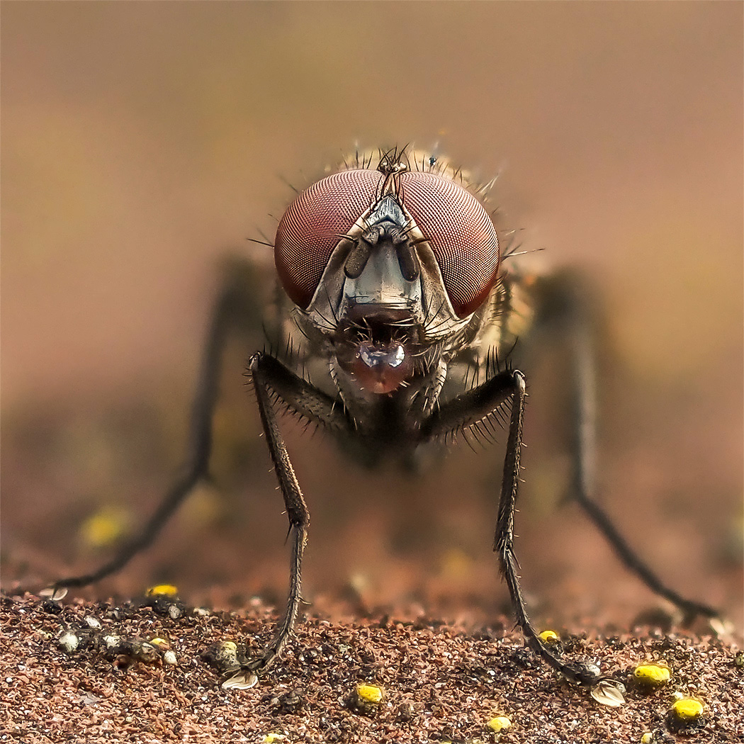 Fliege mit Verdauungstropfen