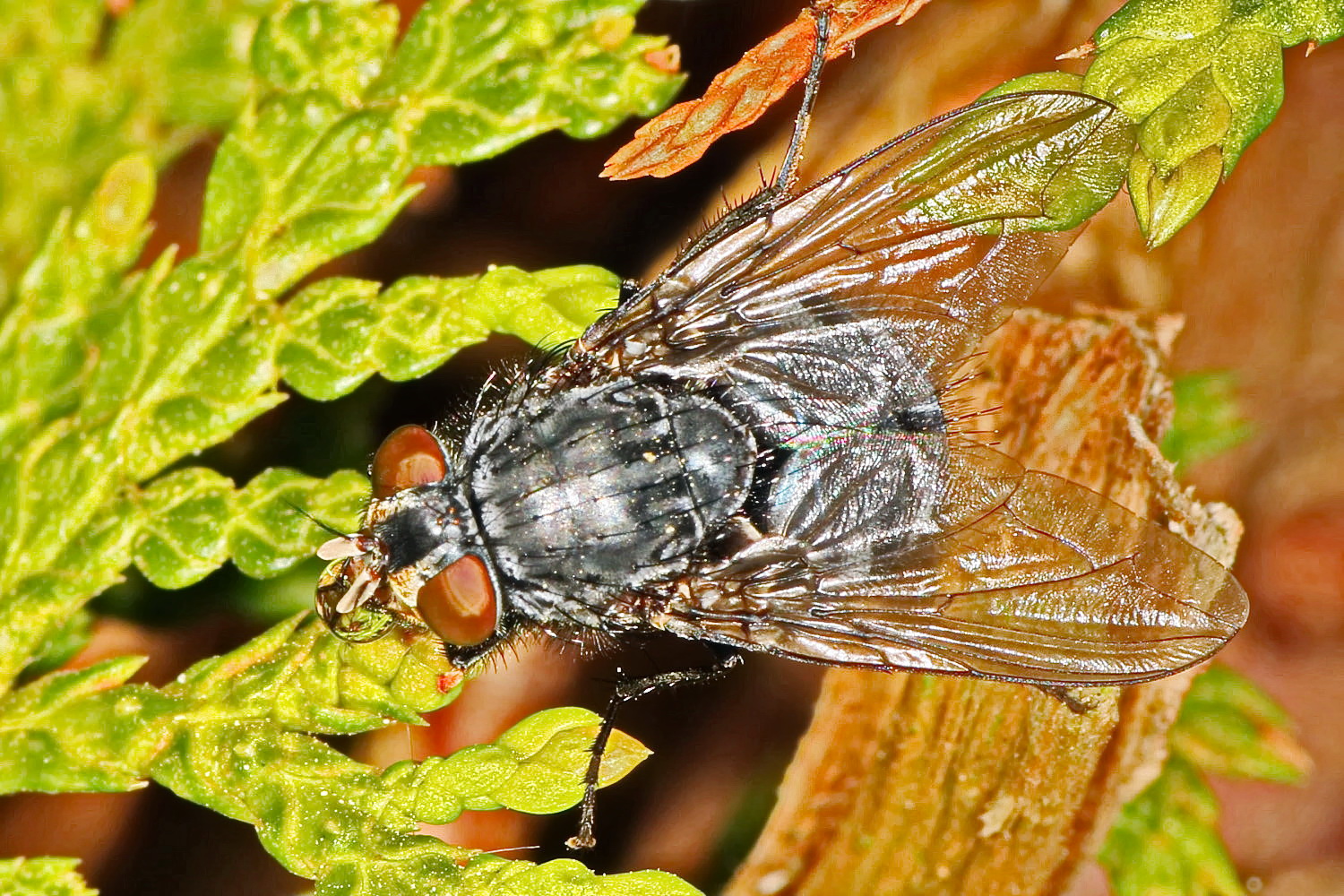 Fliege mit Verdauungstropfen