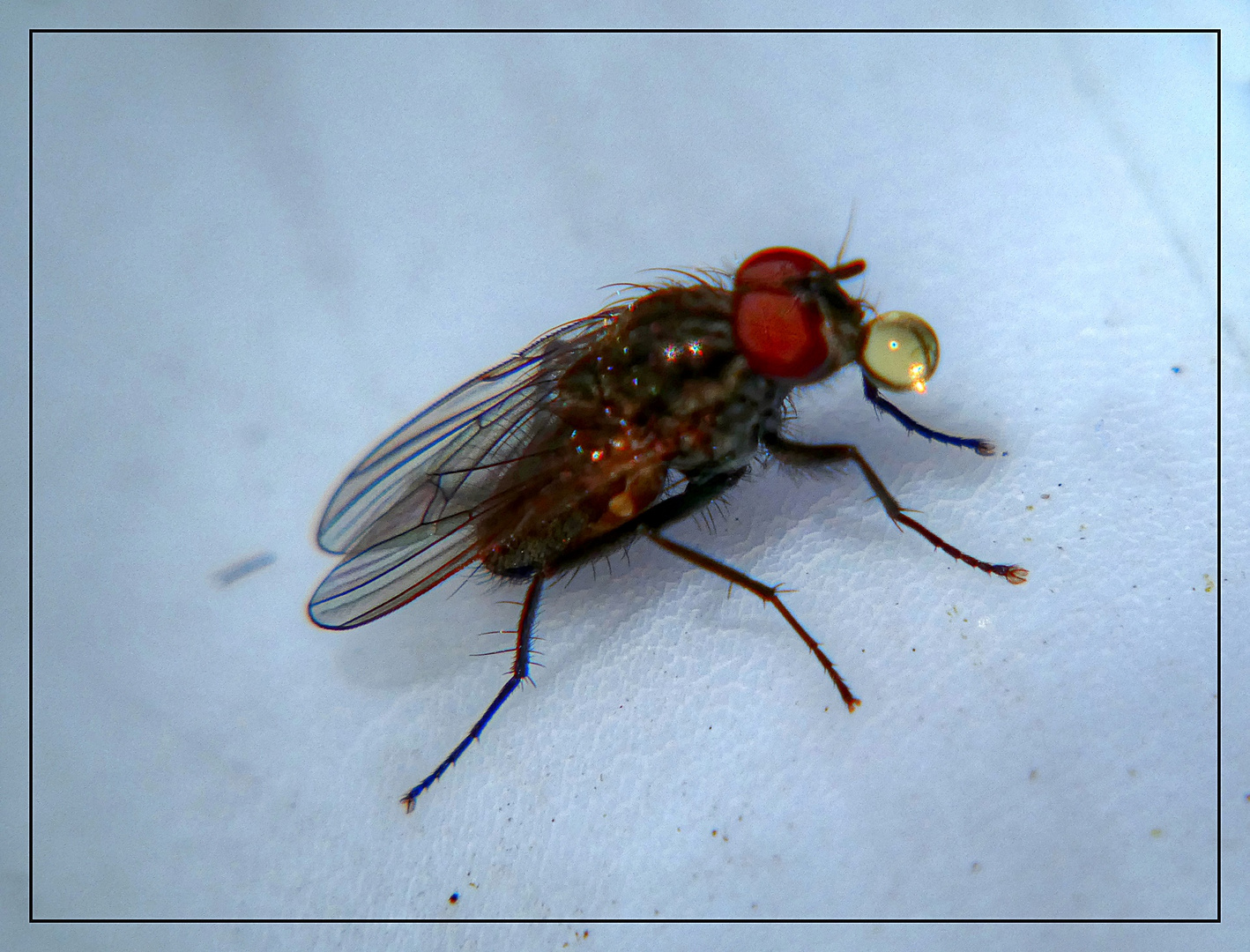 Fliege mit Verdauungstropfen