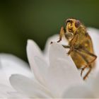 Fliege mit Verdauungstropfen