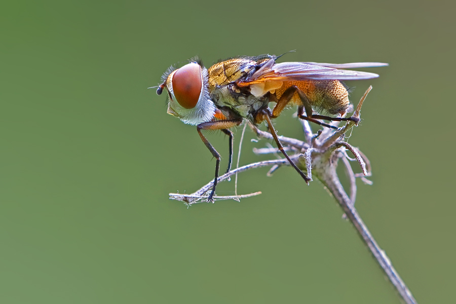 Fliege mit Vollbart