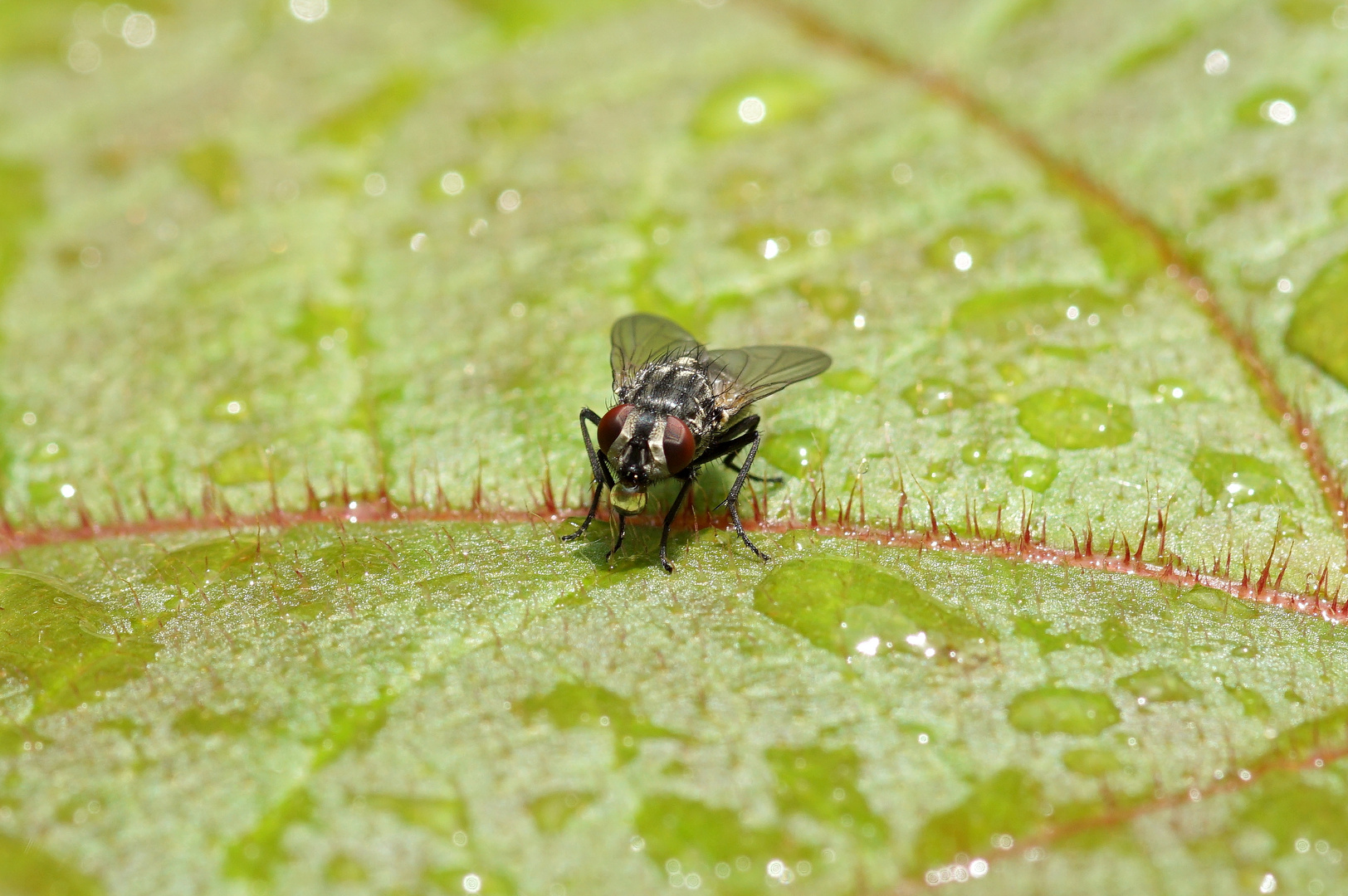 Fliege mit Wasserblase