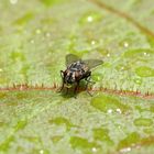 Fliege mit Wasserblase