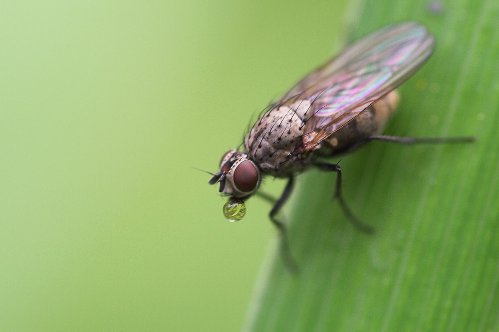 Fliege mit Wassertropfen