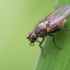 Fliege mit Wassertropfen