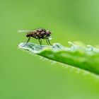 Fliege mit Wassertropfen