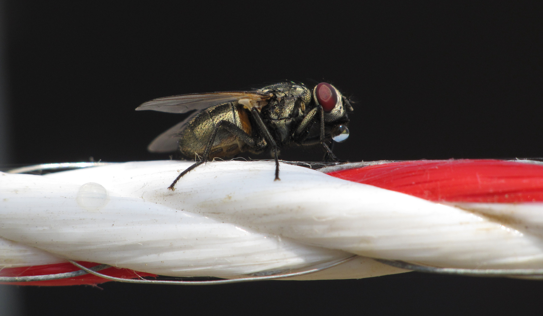 Fliege mit Wassertropfen