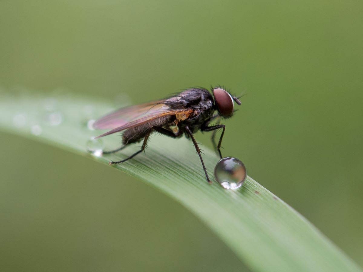 Fliege mit Wassertropfen