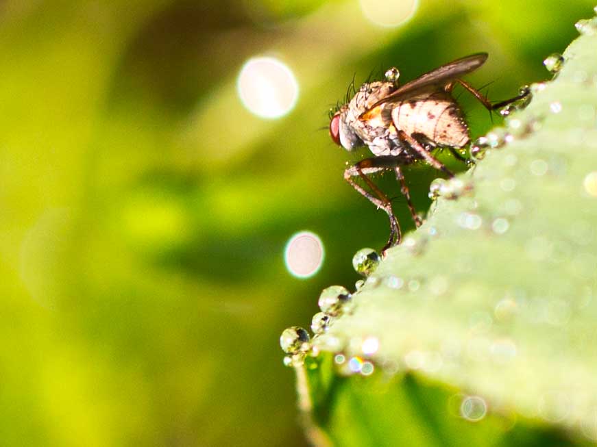 Fliege mit Wassertropfen