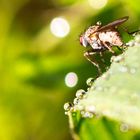 Fliege mit Wassertropfen