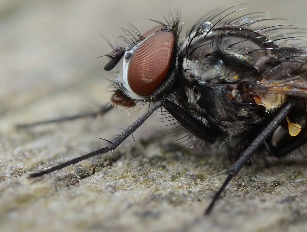 Fliege mit Wassertropfen