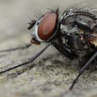 Fliege mit Wassertropfen