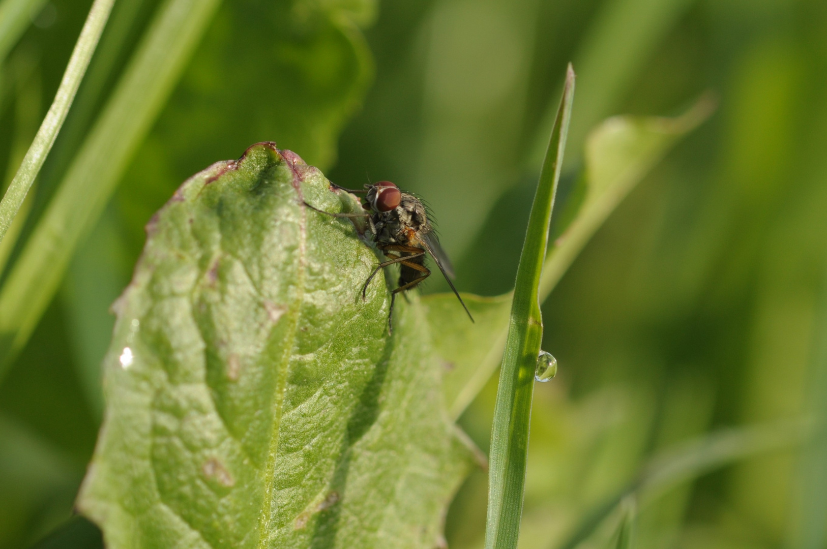 Fliege mit Wassertropfen