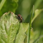 Fliege mit Wassertropfen