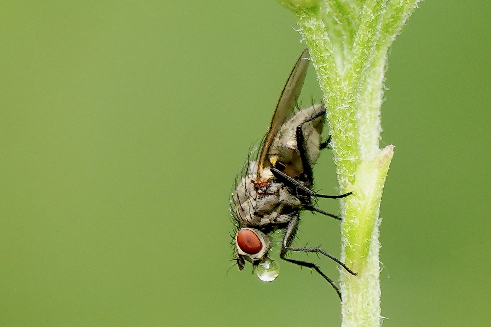 FLIEGE mit Wassertropfen