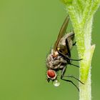 FLIEGE mit Wassertropfen