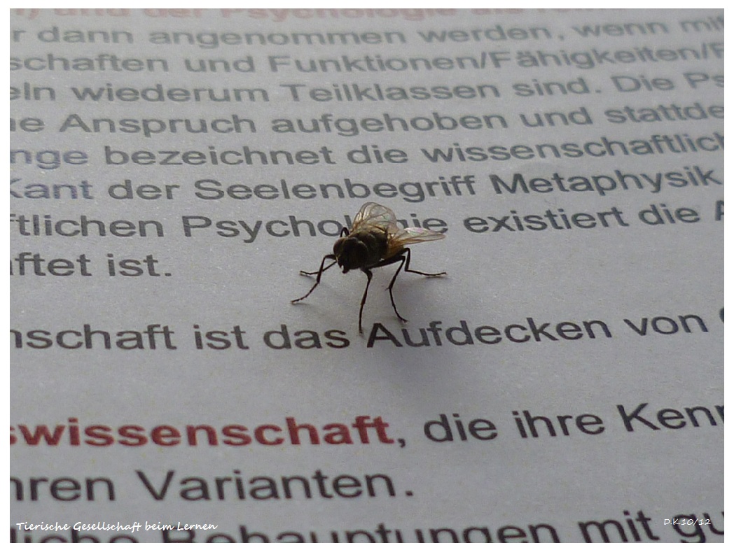 Fliege mit Wissenshunger...