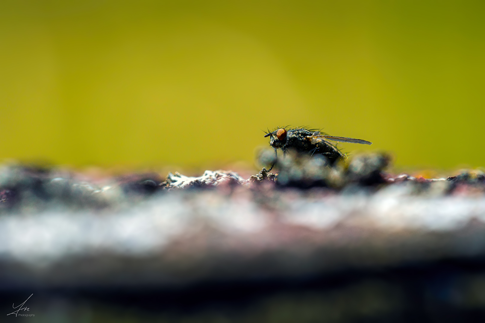 Fliege mitten im Vogelschiss :-)