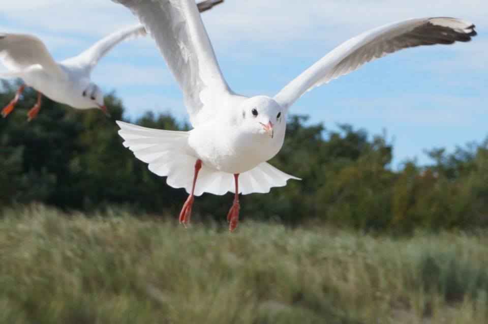 Fliege Möwe Flieg