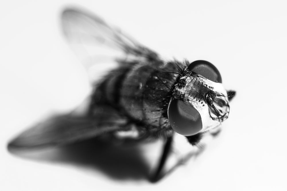 fliege monochrome