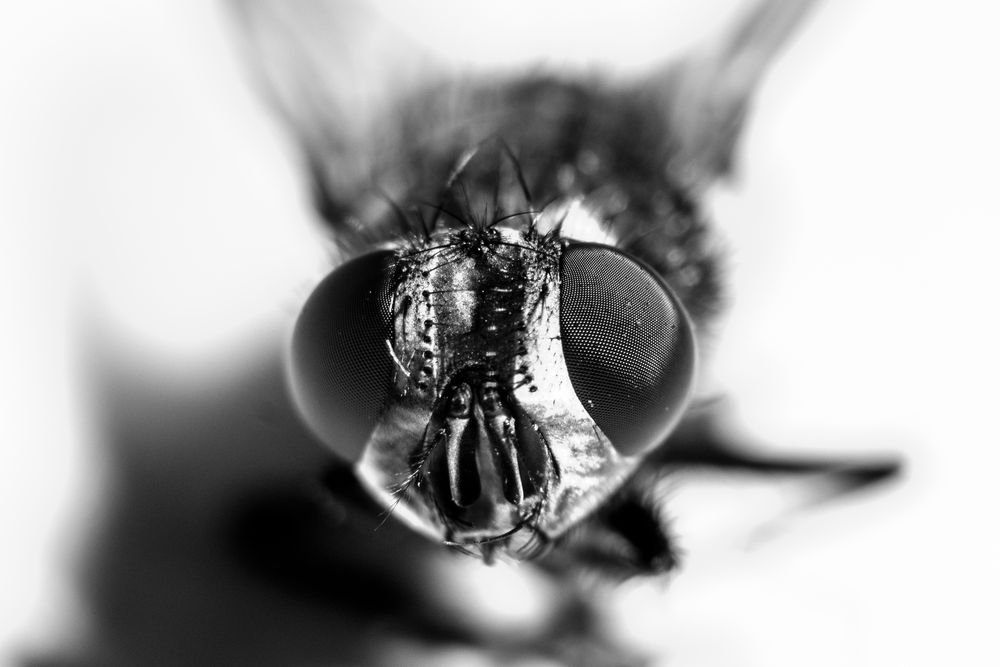 fliege monochrome