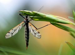 Fliege, Mücke, Schnake