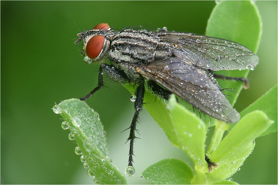 Fliege nach dem nächtlichen Regen