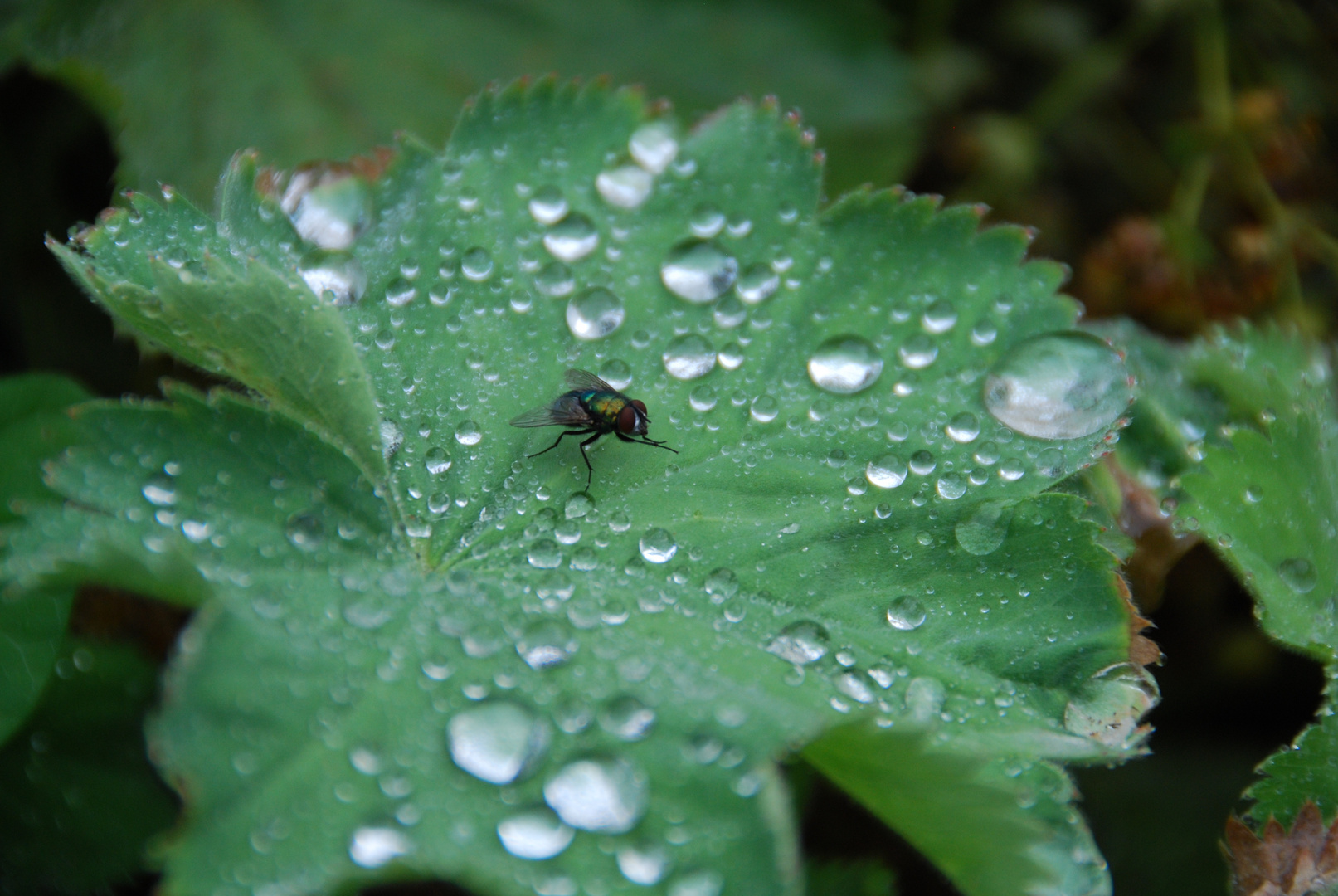 Fliege nach dem Regen