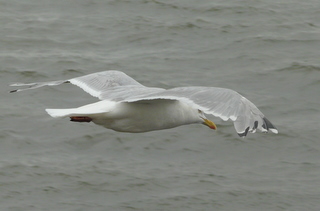 Fliege nach Helgöland