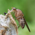 Fliege nascht am Pilz