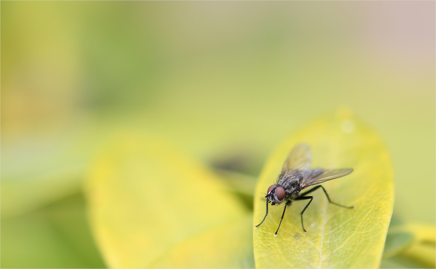 *Fliege & Natur°Minimalismus*