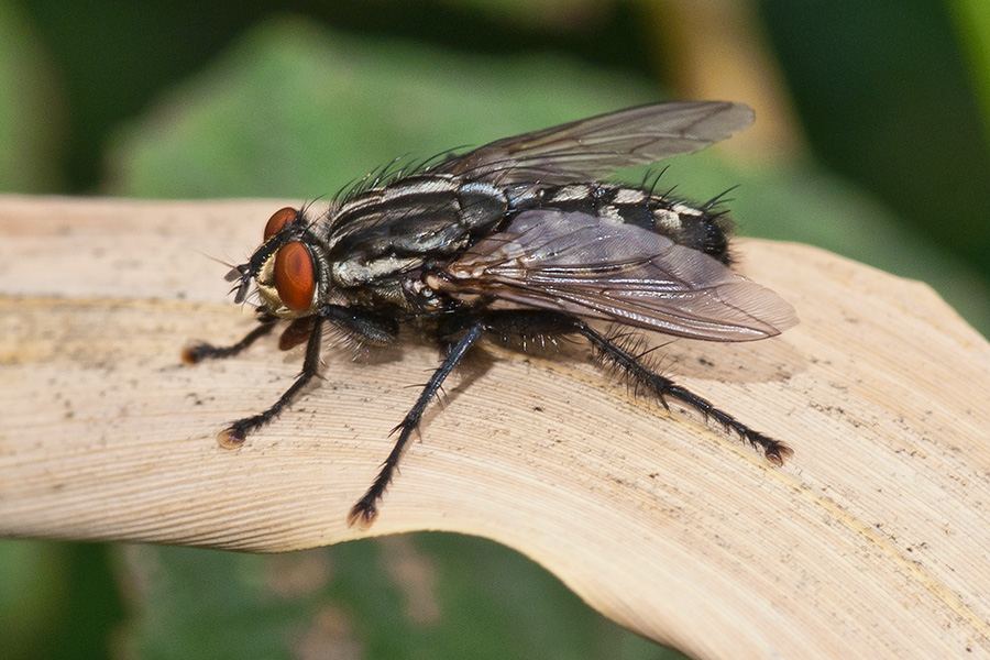 Fliege nimmt ein Sonnenbad