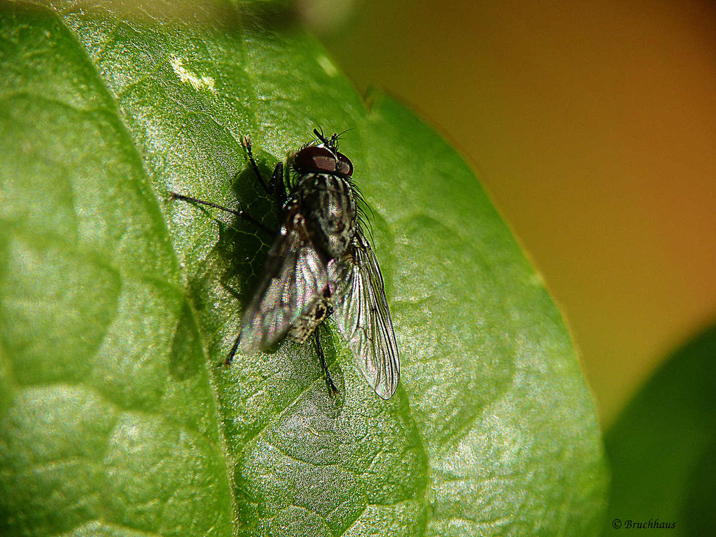 Fliege nimmt Sonnenbad