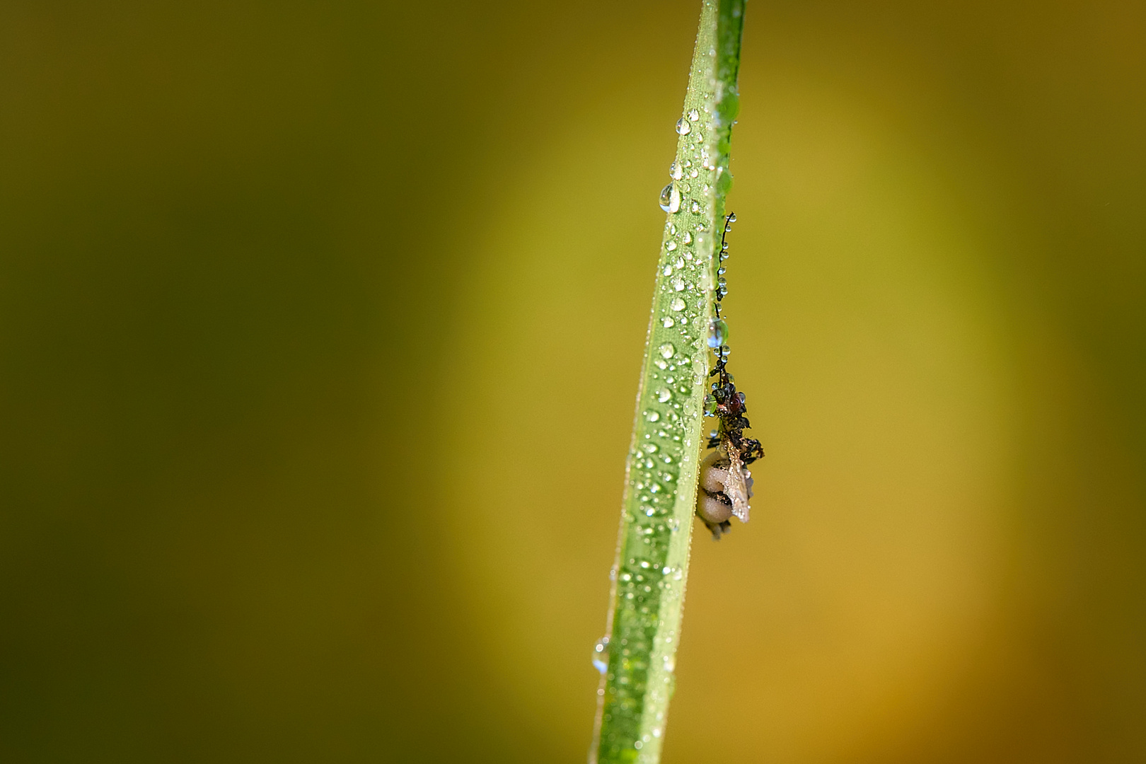 Fliege, oder doch ein unheimliches Wesen.......