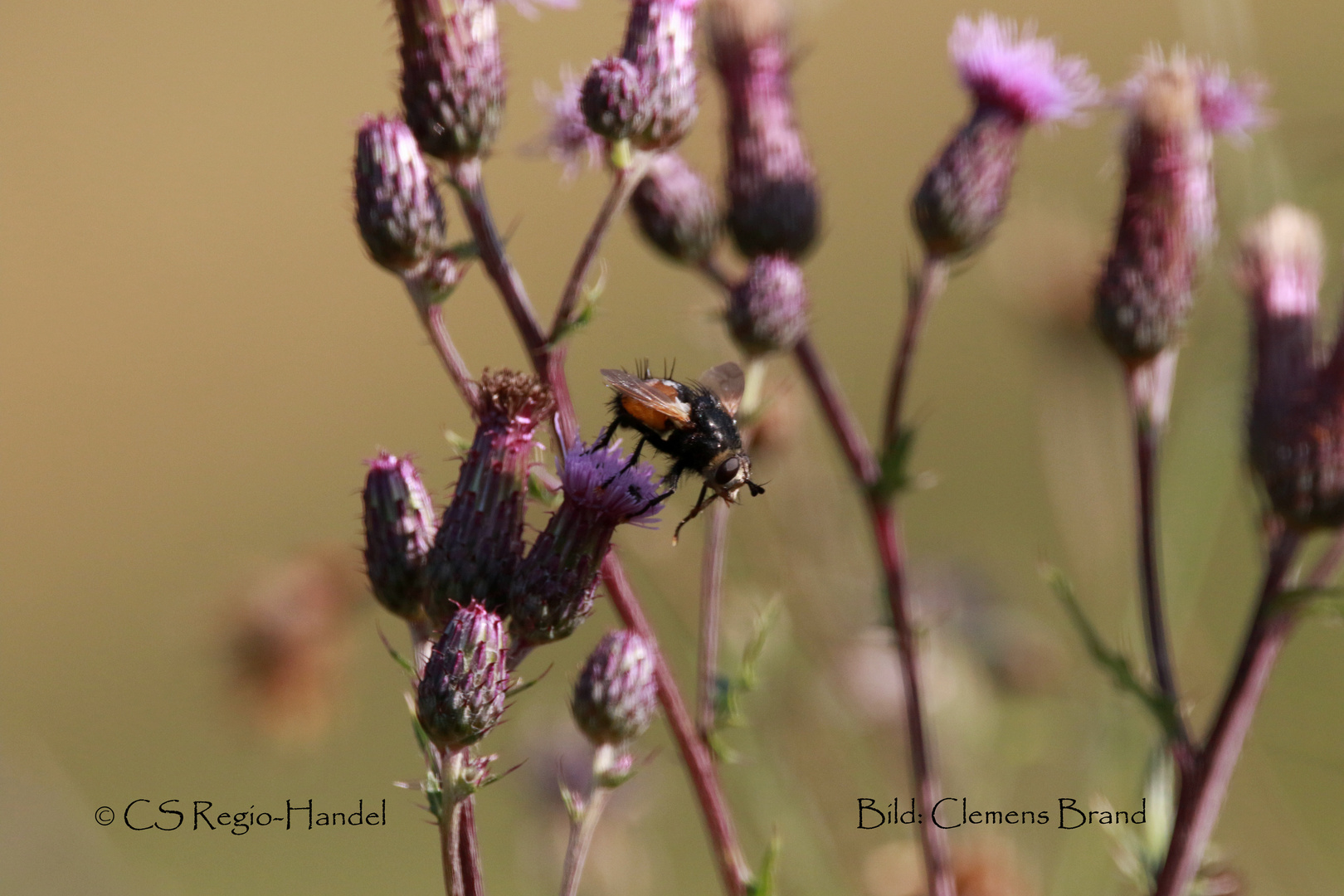 Fliege oder Hummel?