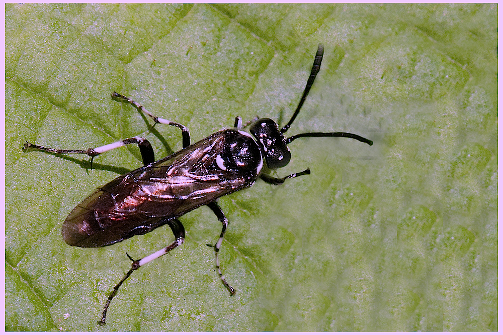 Fliege oder Käfer ???